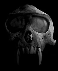 Skull